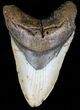 Robust, Megalodon Tooth - North Carolina #59030-1